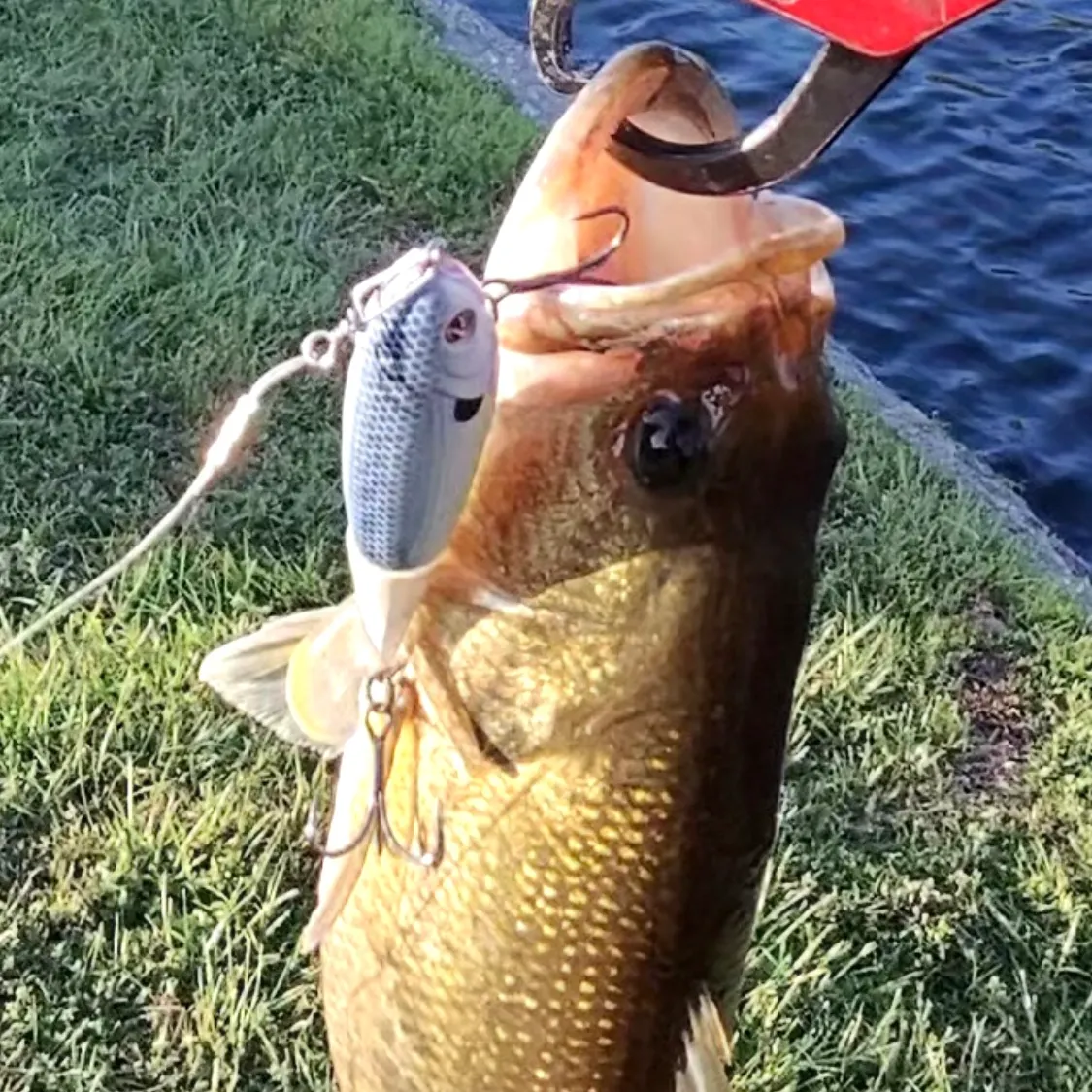 Largemouth bass caught on Fishbrain