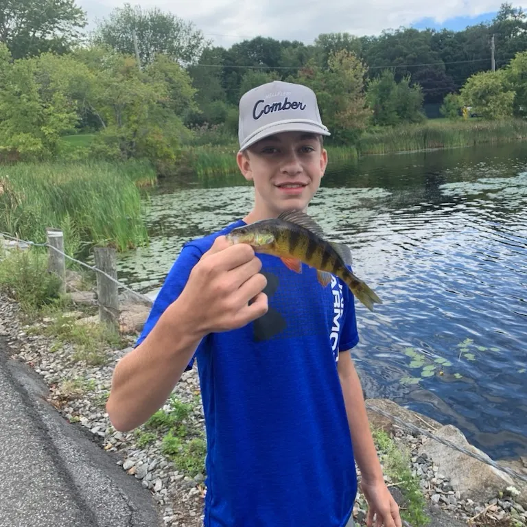 Yellow perch caught on Fishbrain