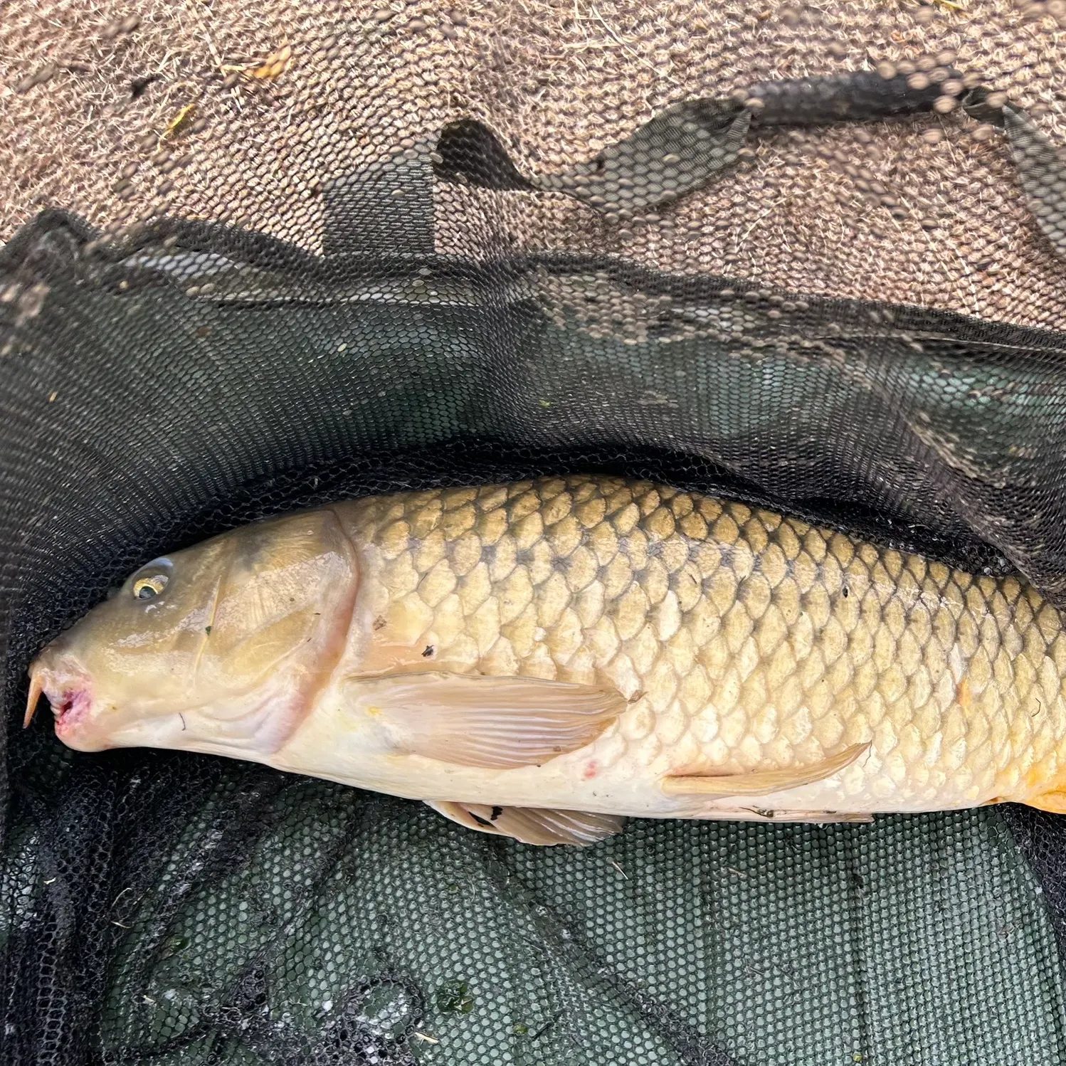 Common carp caught on Fishbrain
