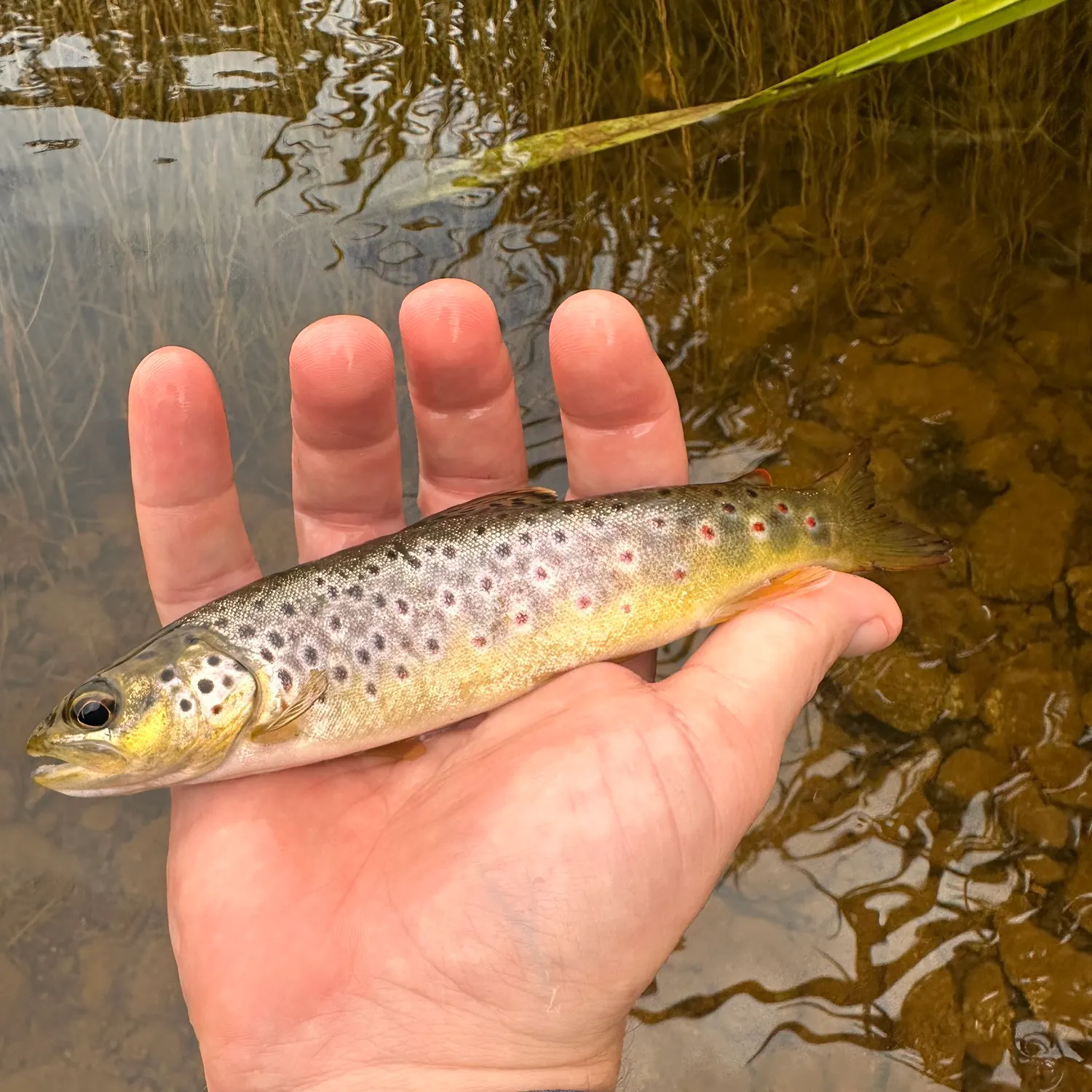 Brown trout caught on Fishbrain