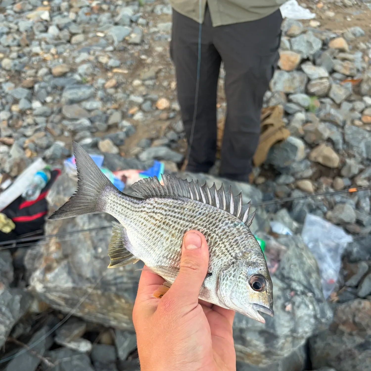 Surf bream caught on Fishbrain