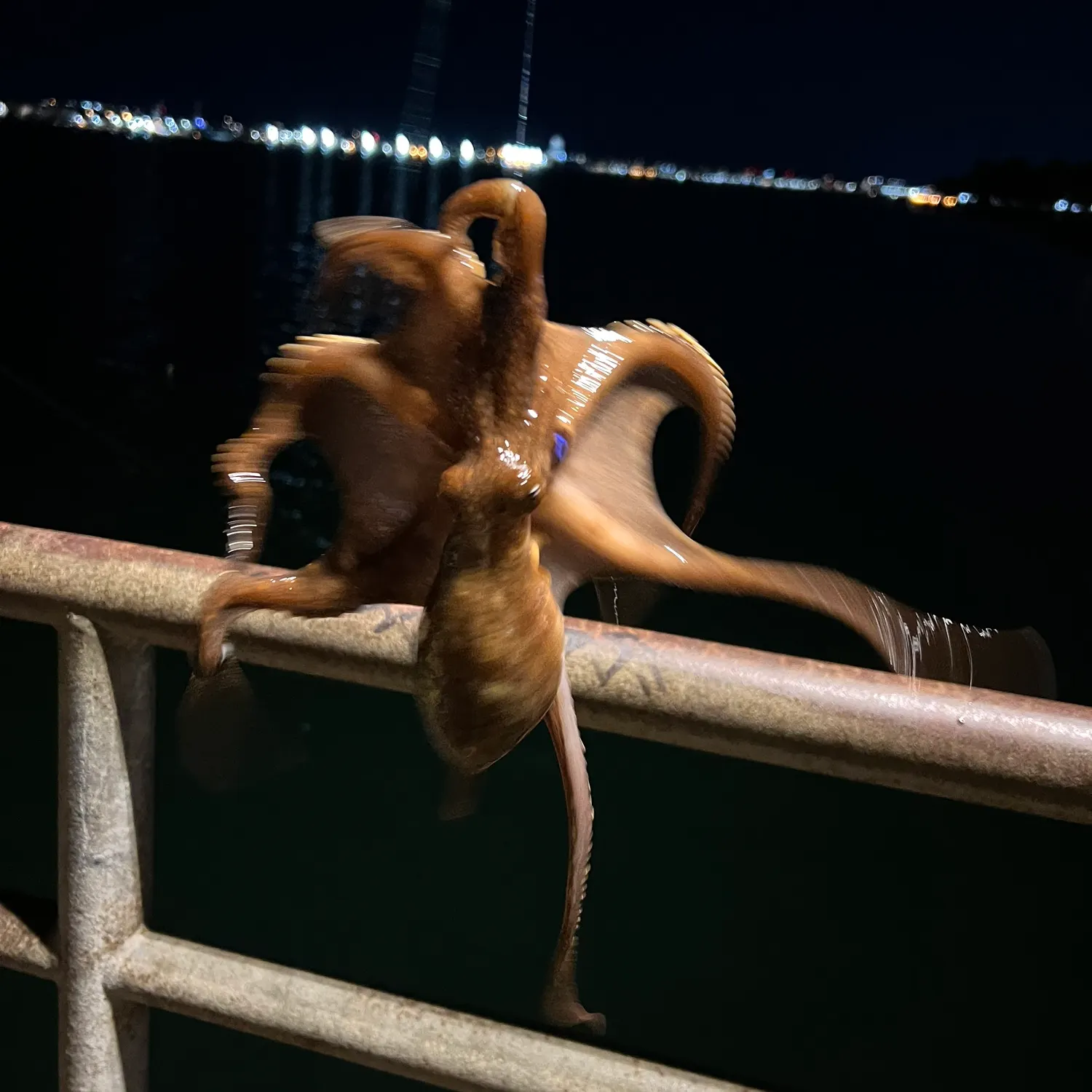 The most recent California two-spot octopus catches on Fishbrain