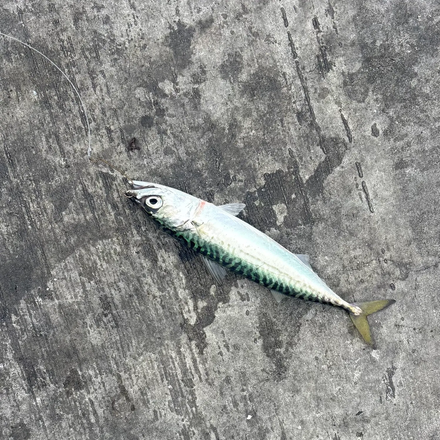 The most recent Pacific chub mackerel catches on Fishbrain