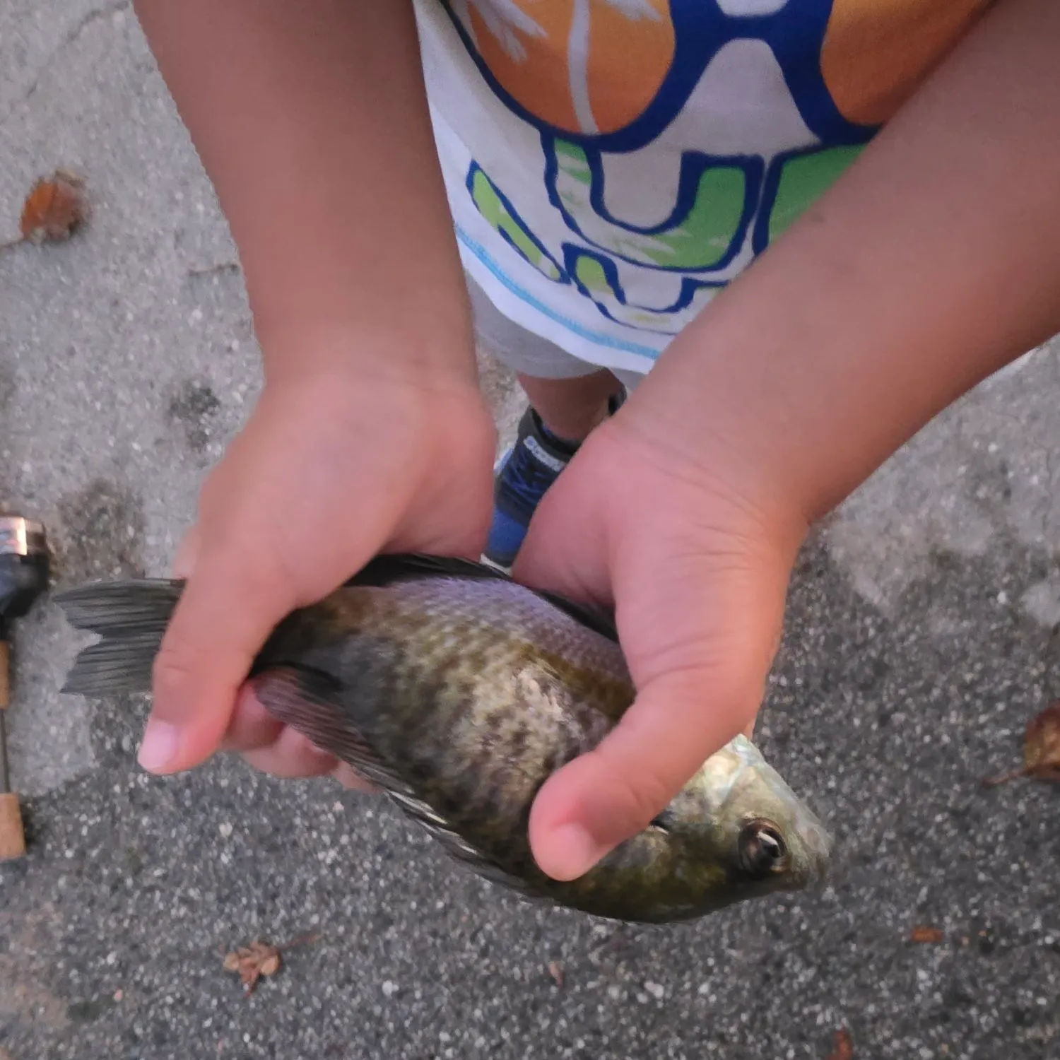 The most recent Redbelly tilapia catches on Fishbrain