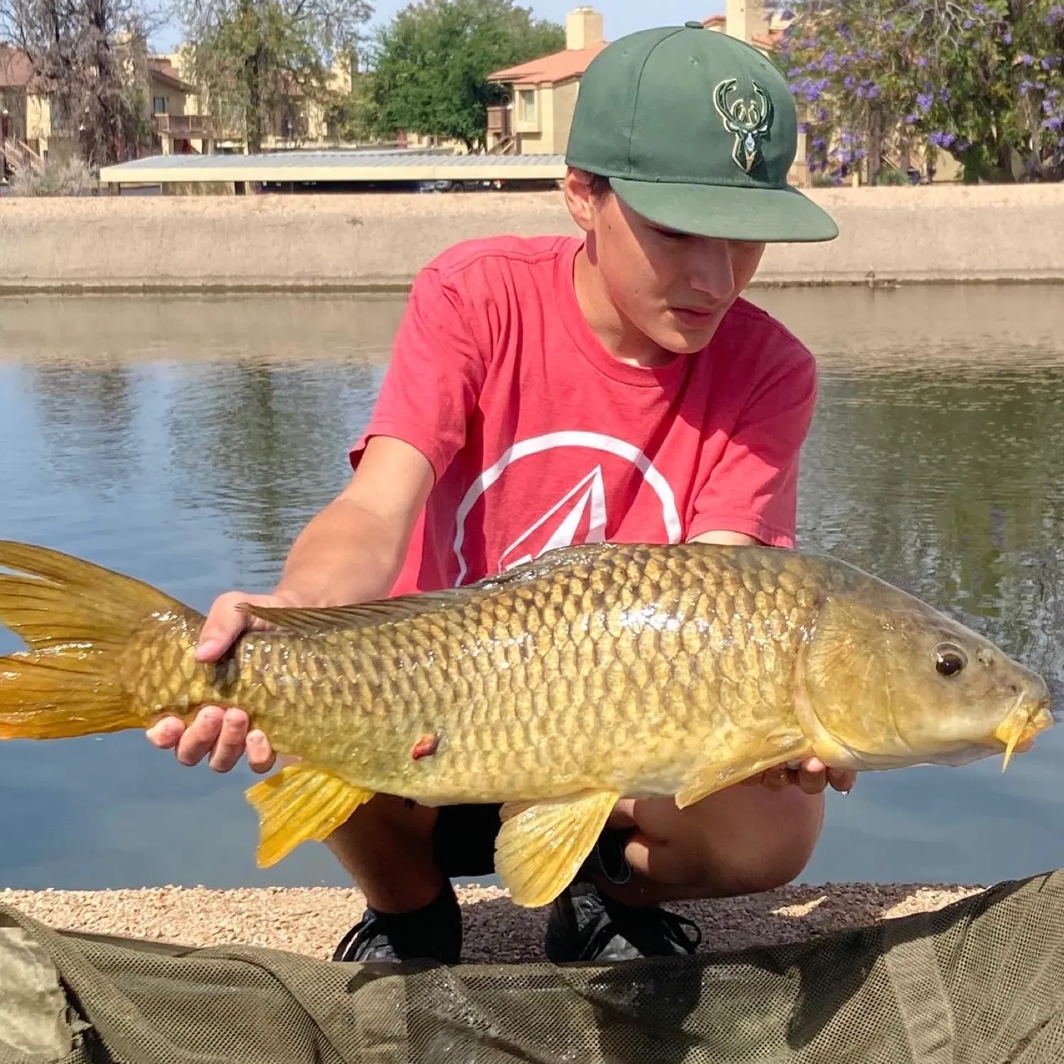 The most recent Common carp catches on Fishbrain