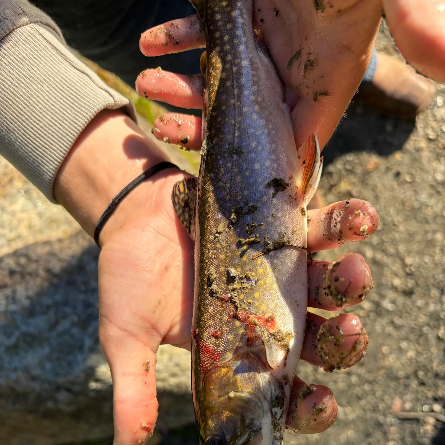 Brook trout caught on Fishbrain