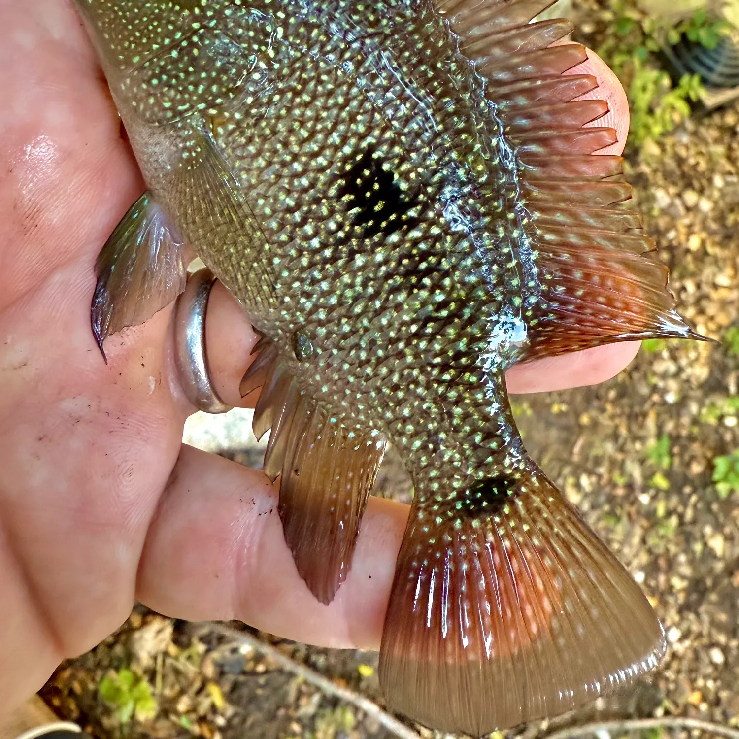 The most recent Rio Grande cichlid catches on Fishbrain