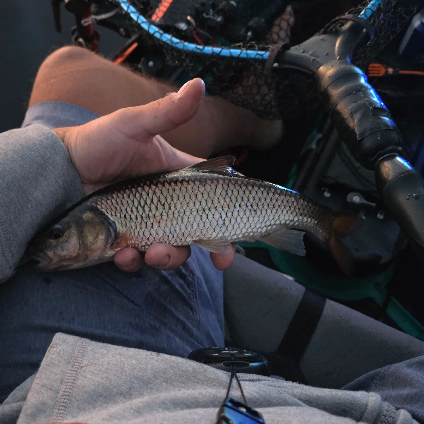 Creek chub caught on Fishbrain