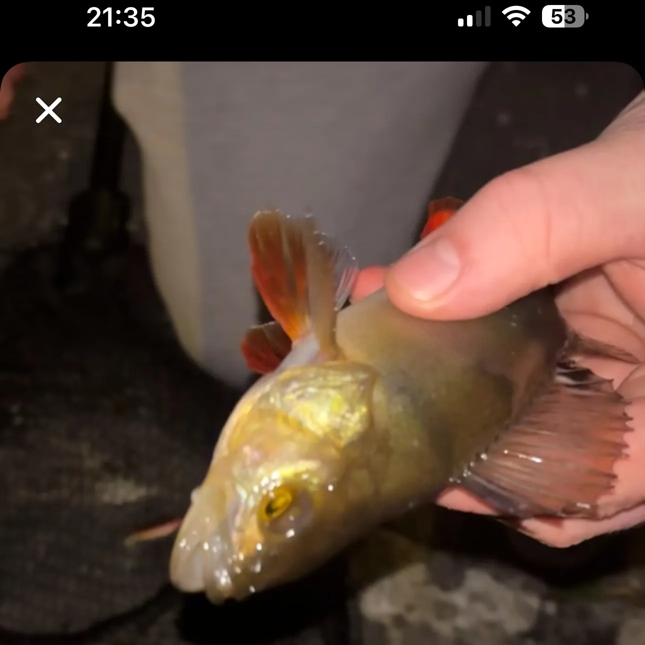 recently logged catches
