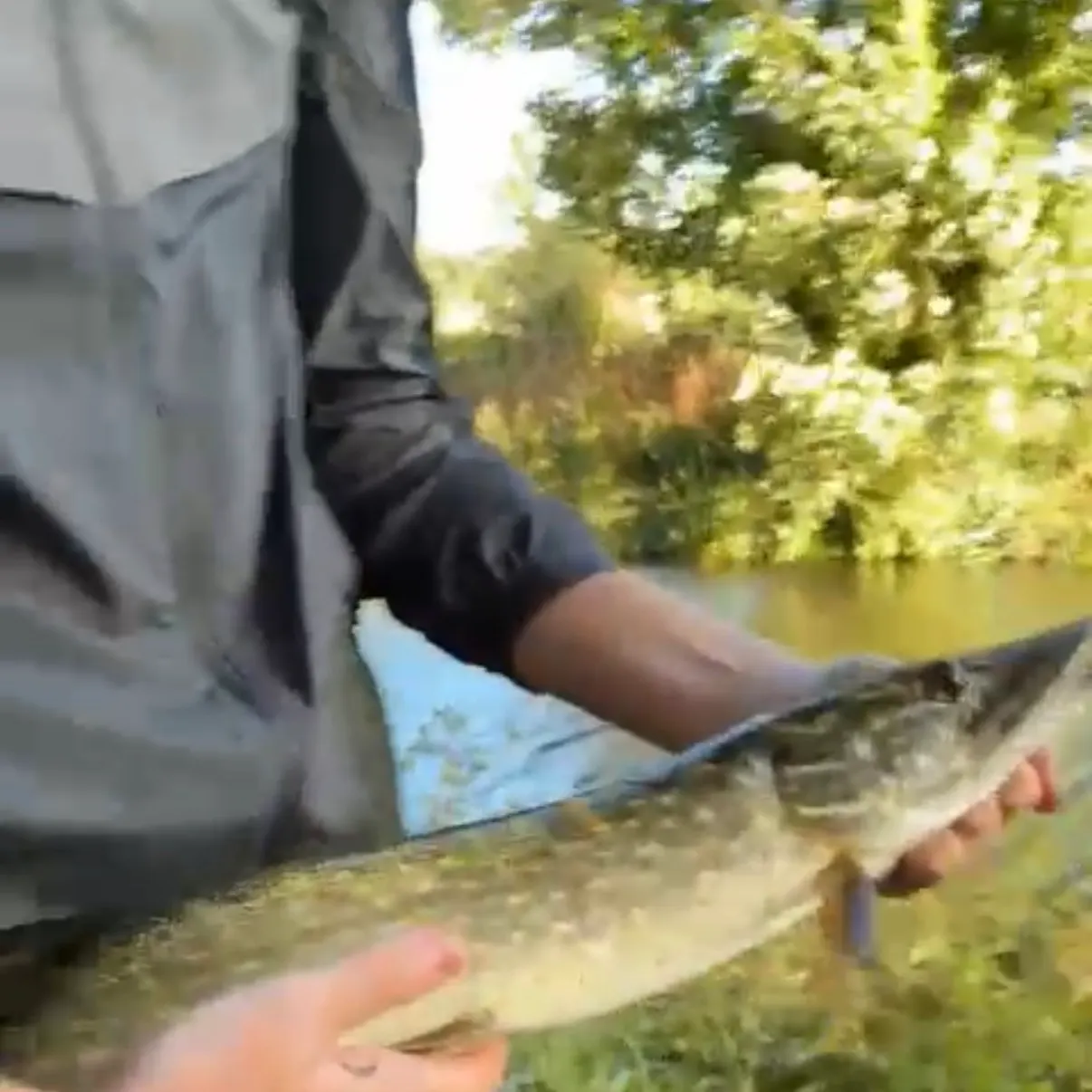 Northern pike caught on Fishbrain