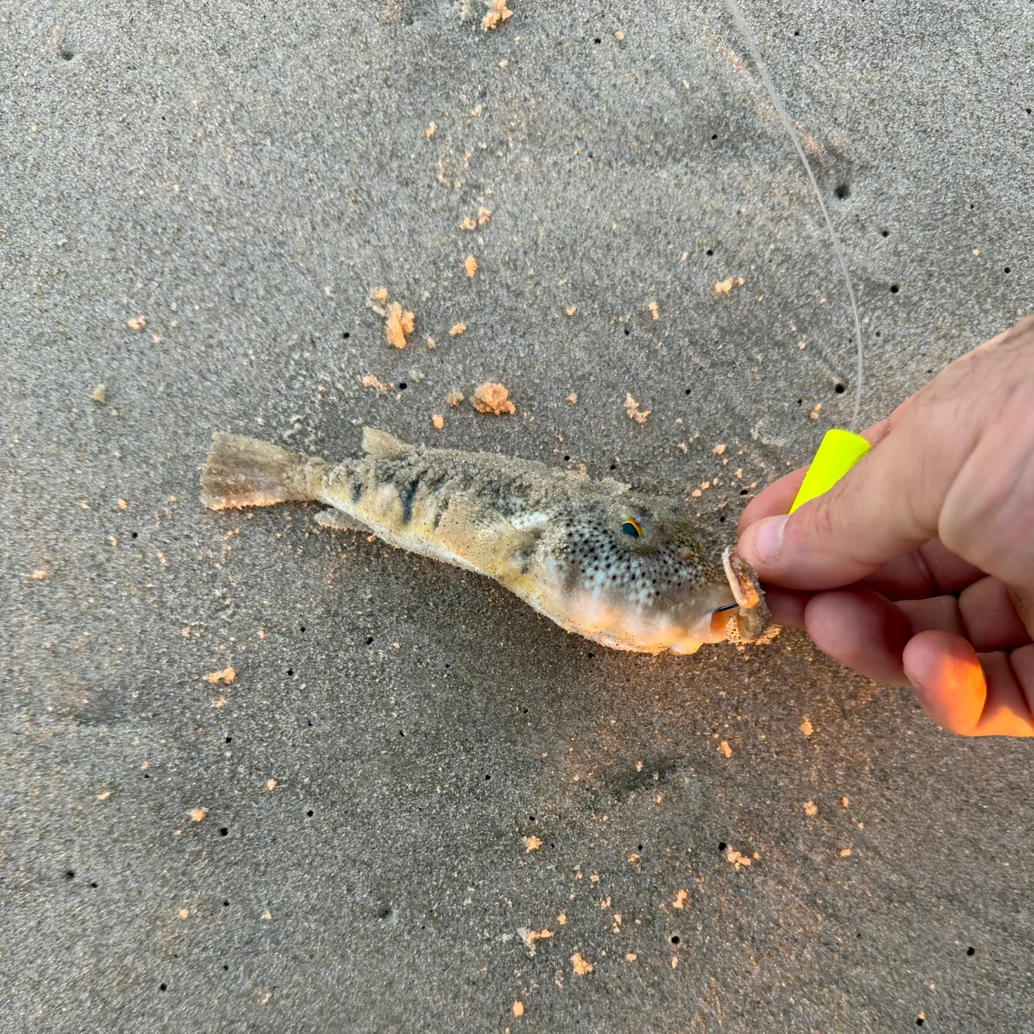 Northern puffer caught on Fishbrain