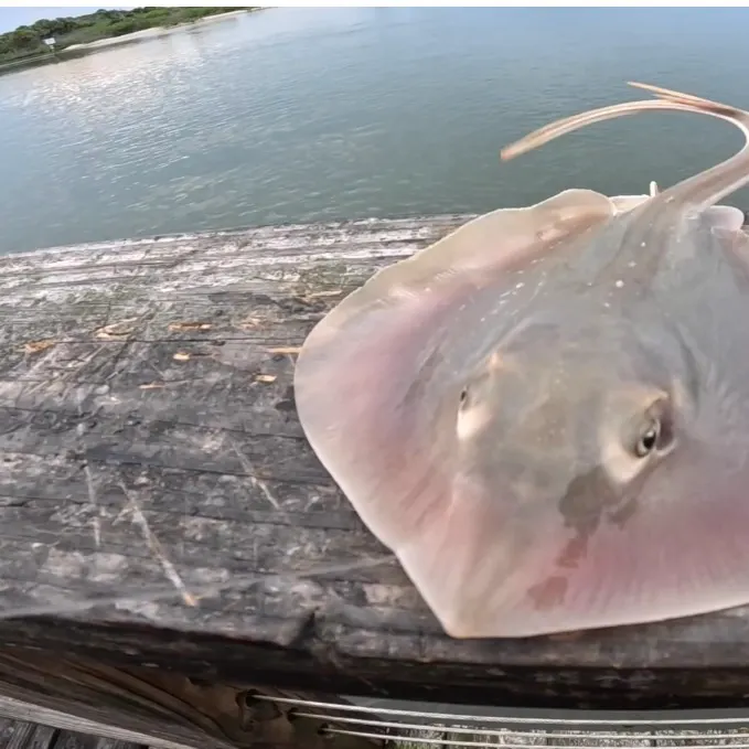 Atlantic stingray caught on Fishbrain