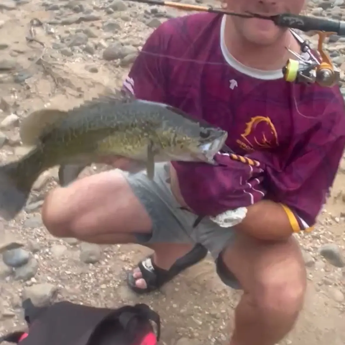 The most recent Clarence River cod catches on Fishbrain