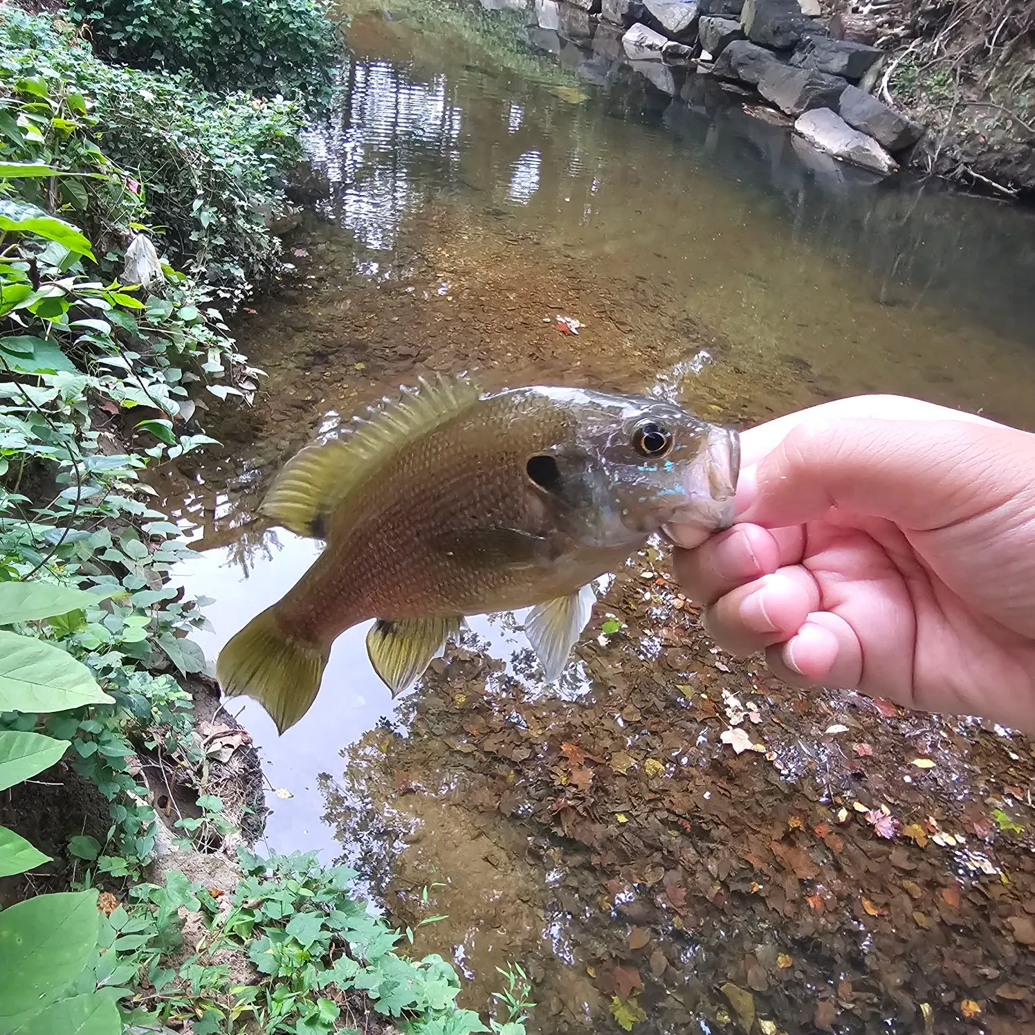 Redbreast sunfish caught on Fishbrain