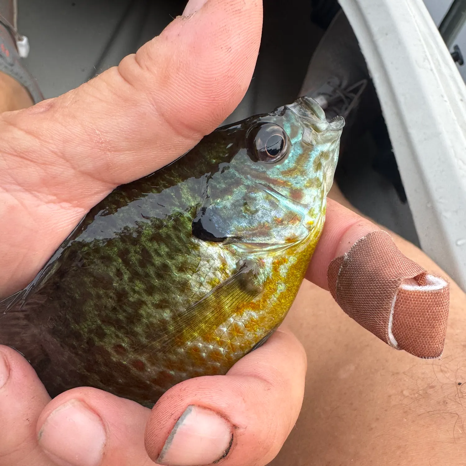 catch