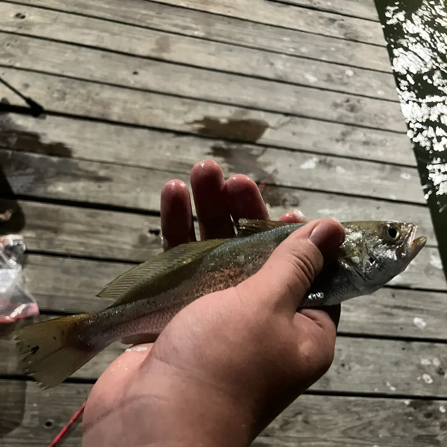 Sand seatrout caught on Fishbrain
