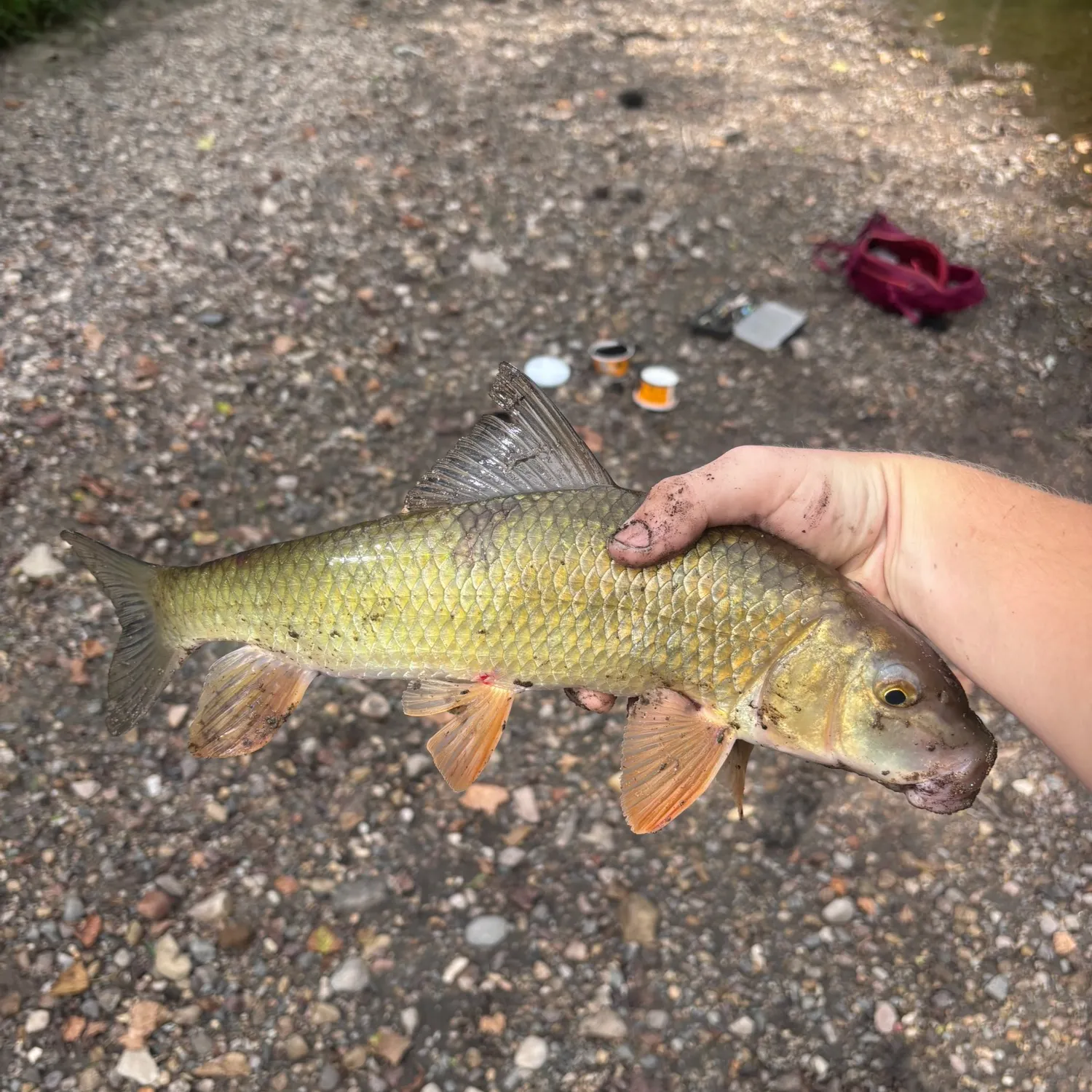 Golden redhorse caught on Fishbrain