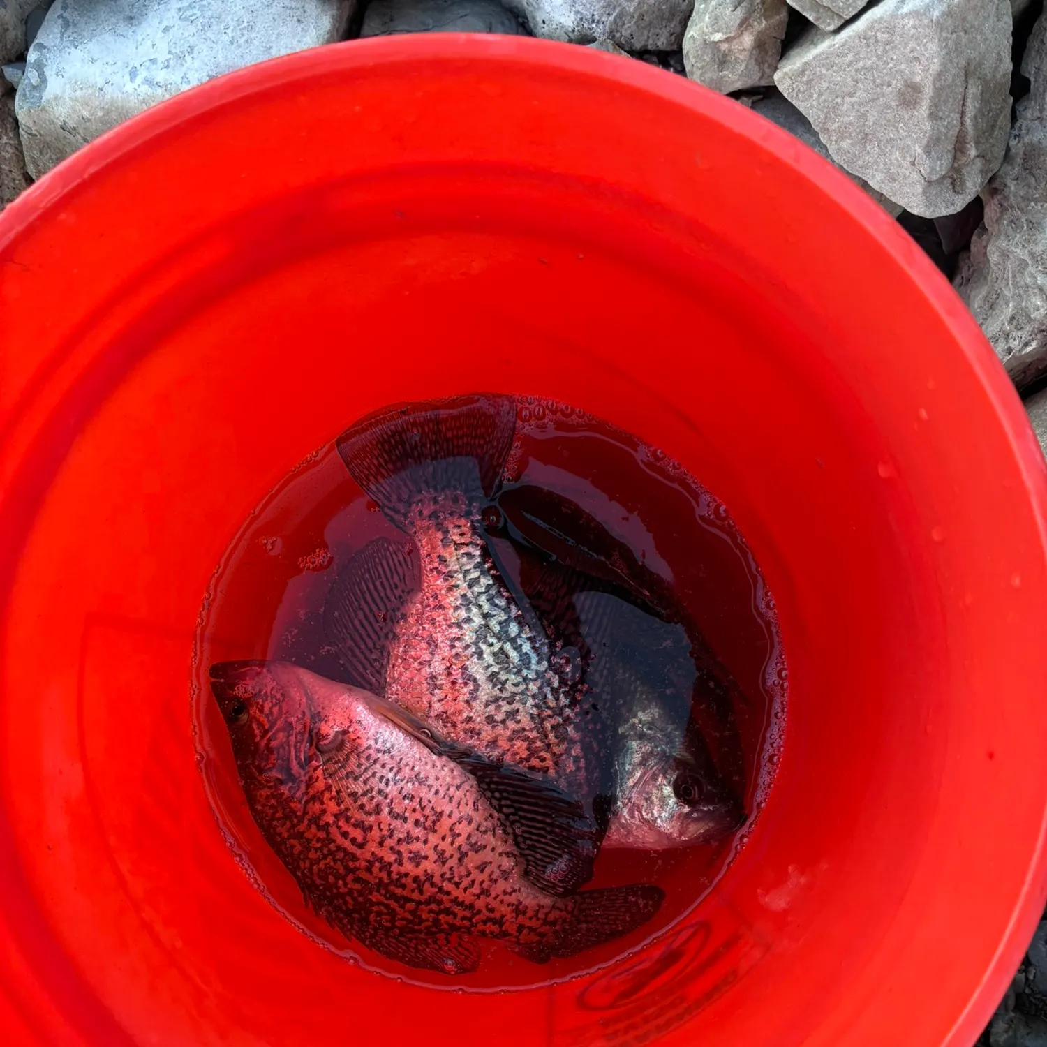 Black crappie caught on Fishbrain