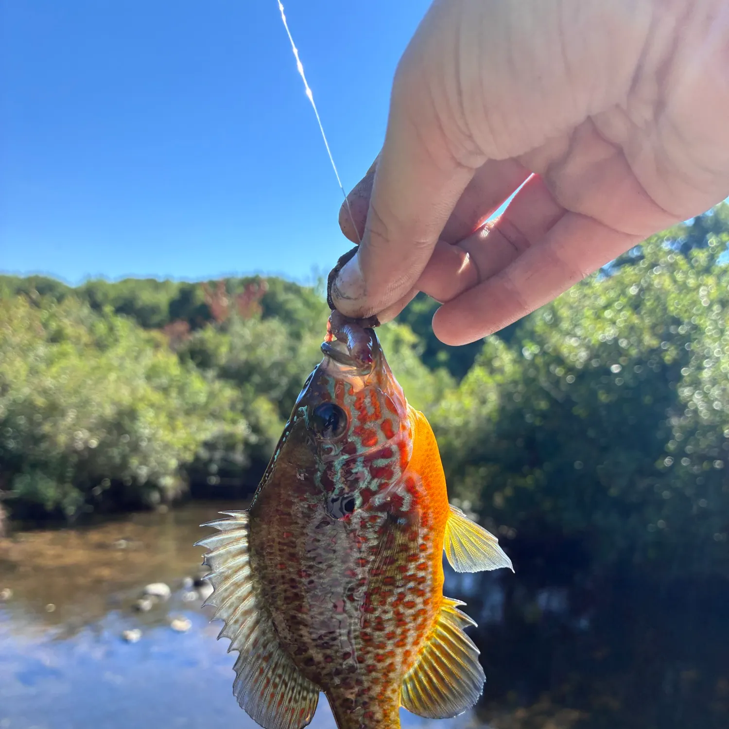 Pumpkinseed caught on Fishbrain