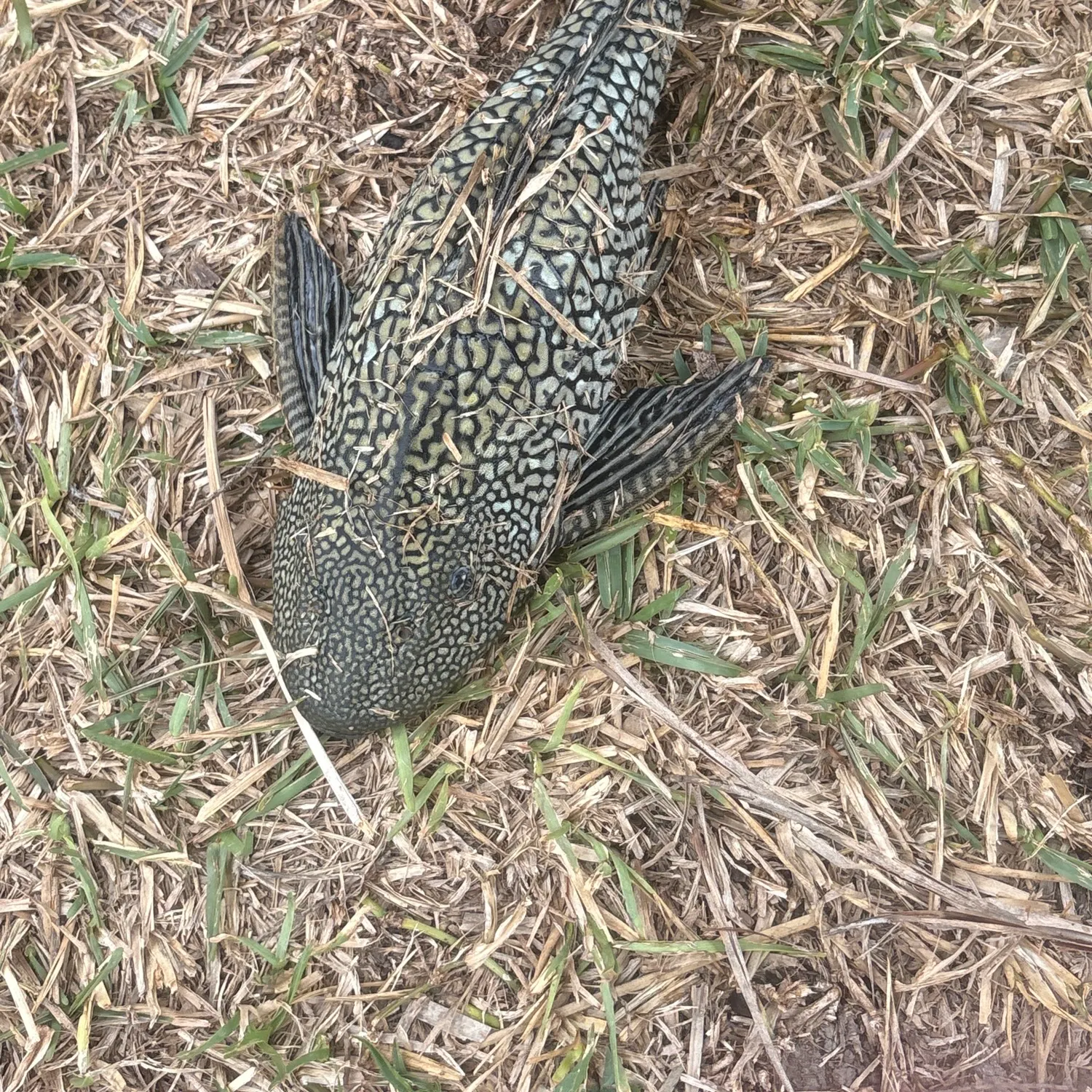 The most recent Suckermouth catfish catches on Fishbrain