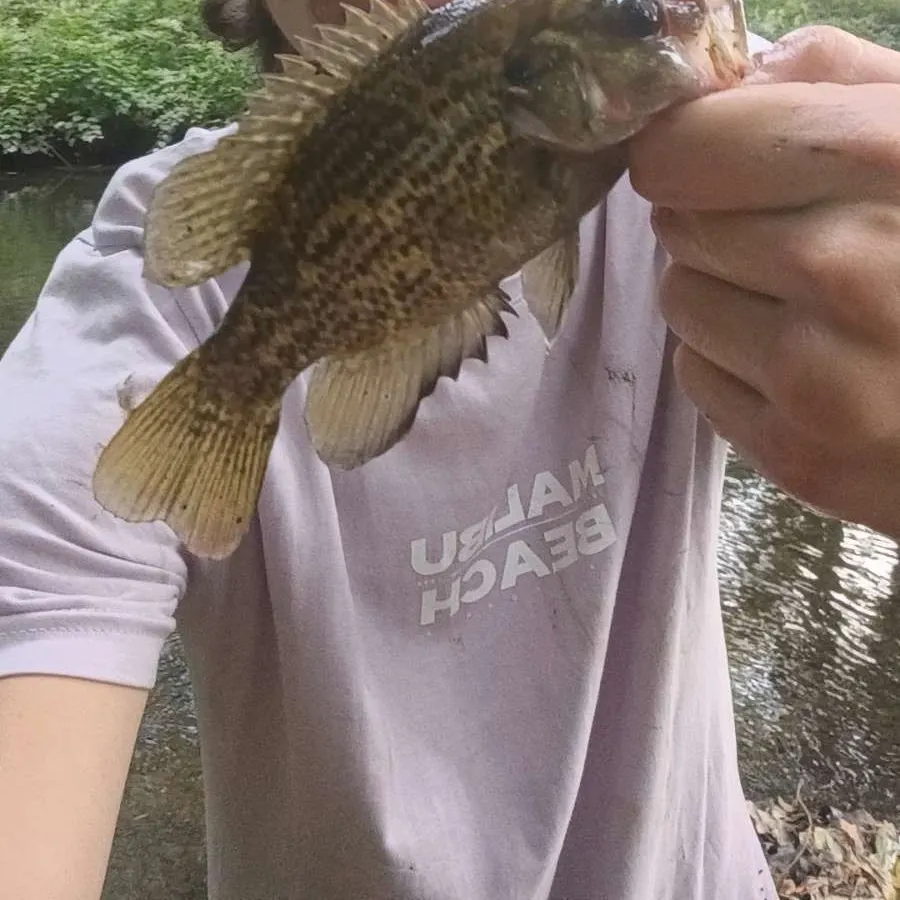 Fish caught on Fishbrain