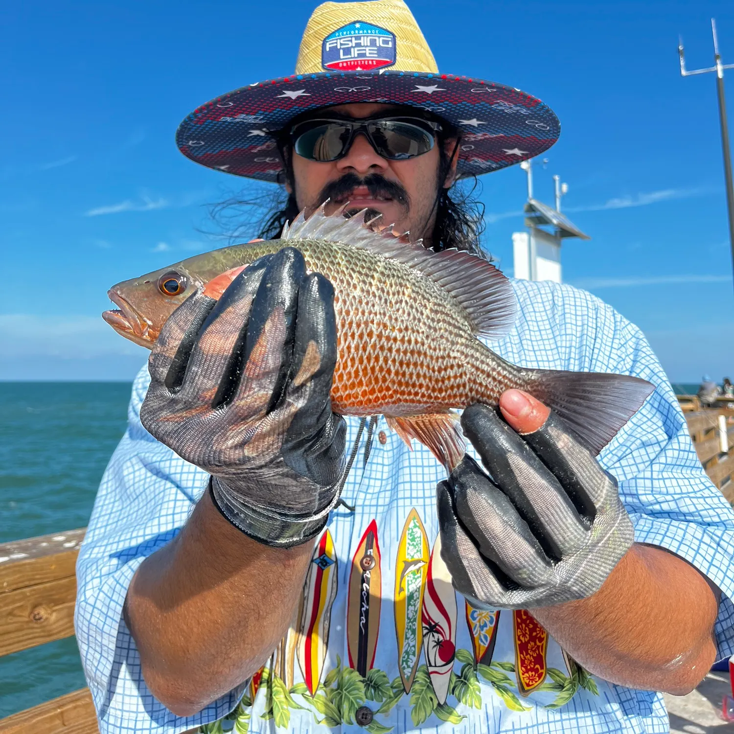 Mangrove snapper caught on Fishbrain
