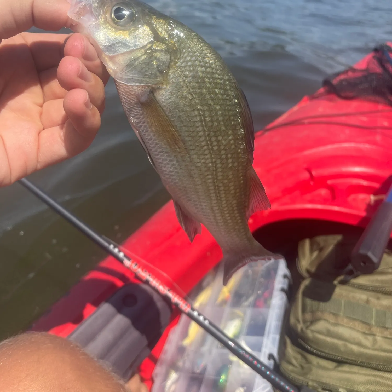 White perch caught on Fishbrain