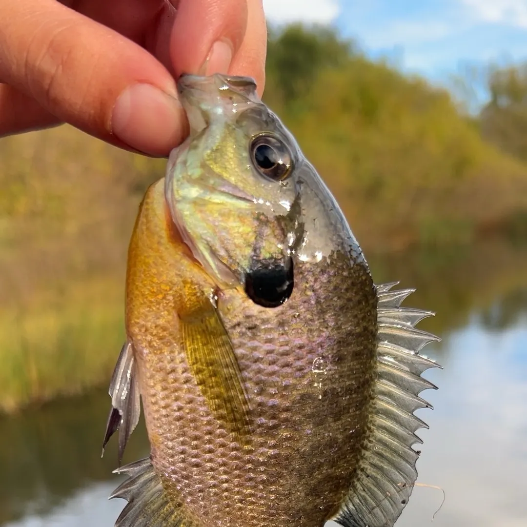 Bluegill caught on Fishbrain