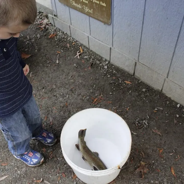 Rainbow trout caught on Fishbrain