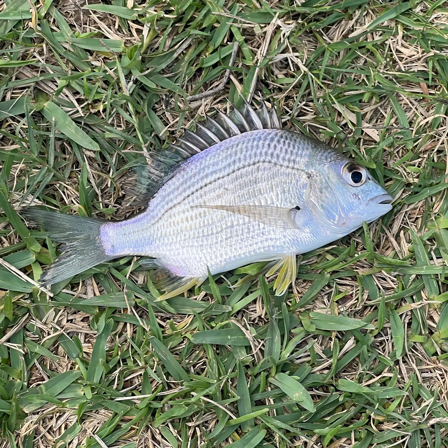 Surf bream caught on Fishbrain