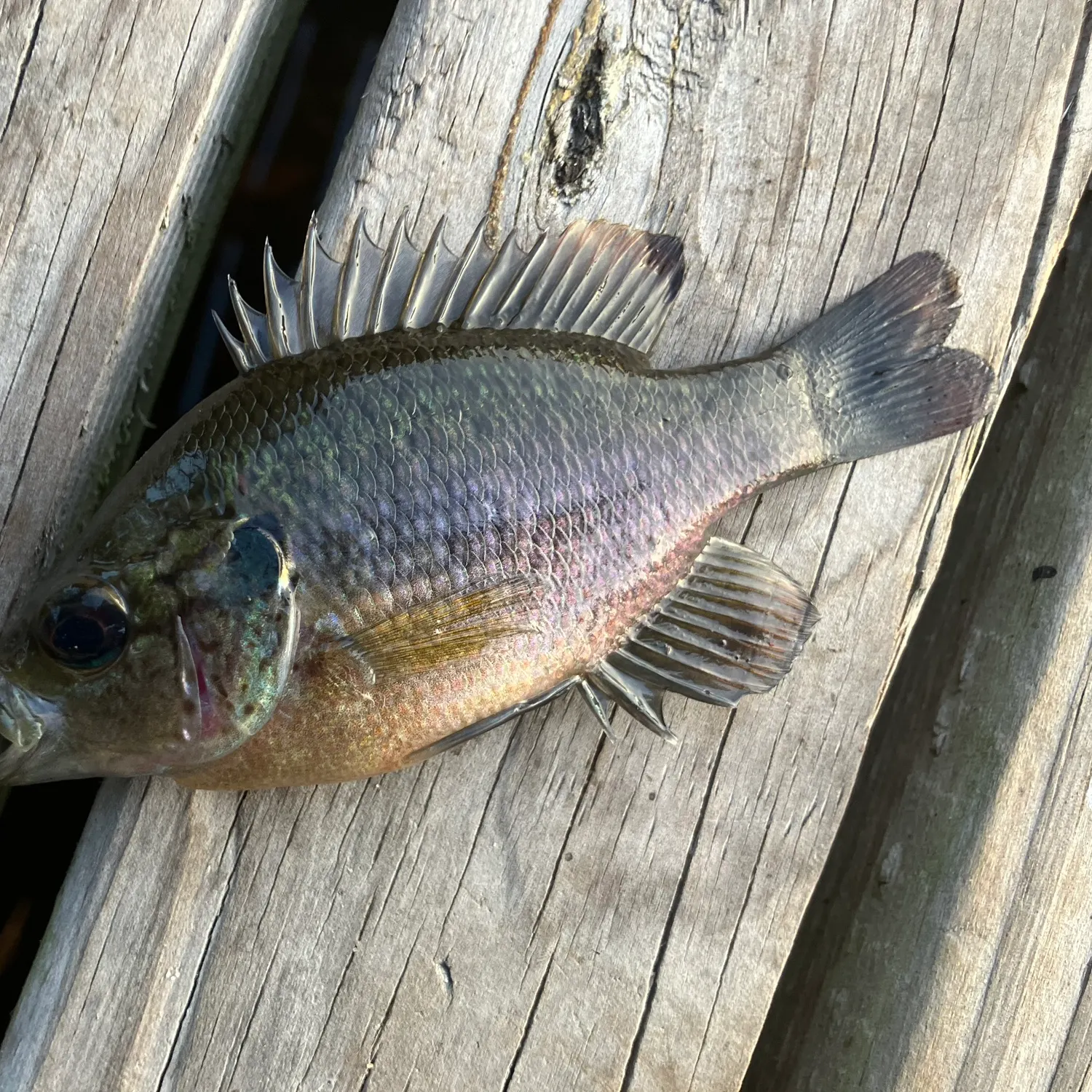 The most recent Redspotted sunfish catches on Fishbrain