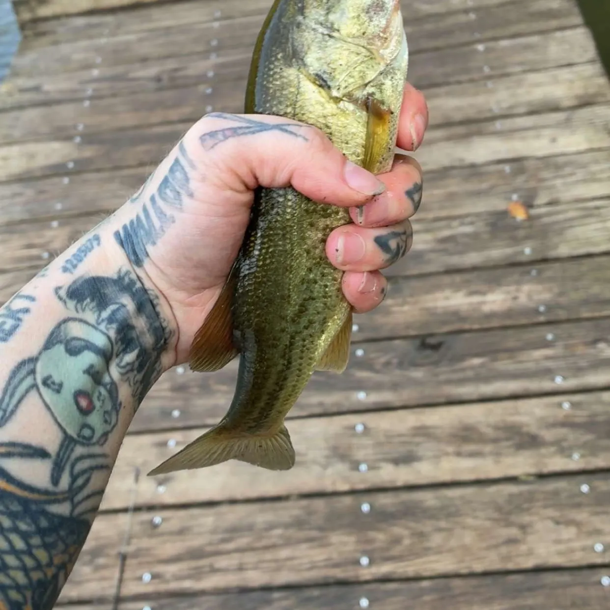 recently logged catches