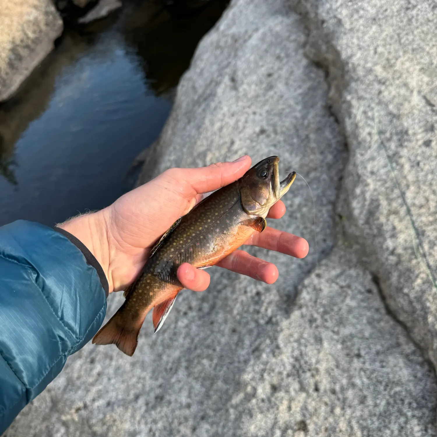 Brook trout caught on Fishbrain