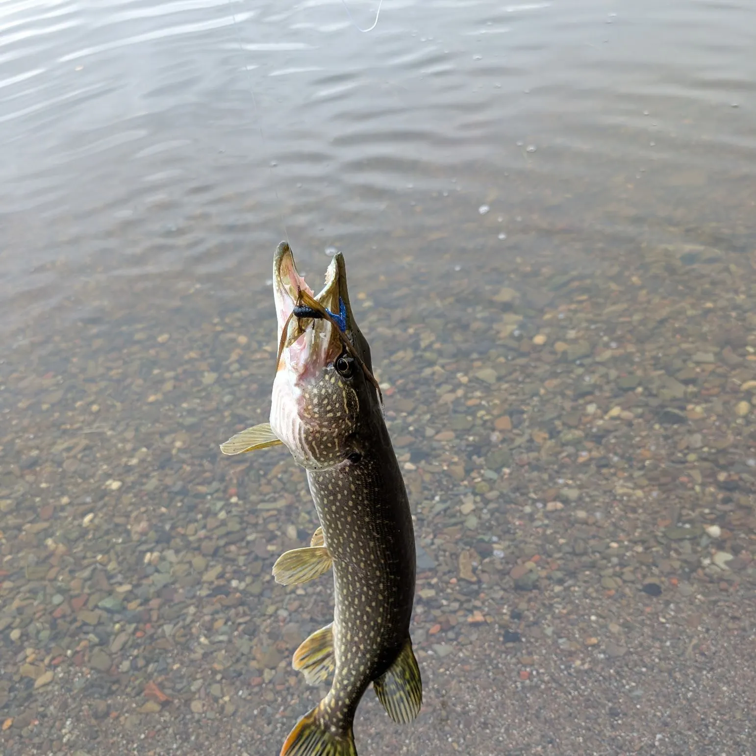 Northern pike caught on Fishbrain