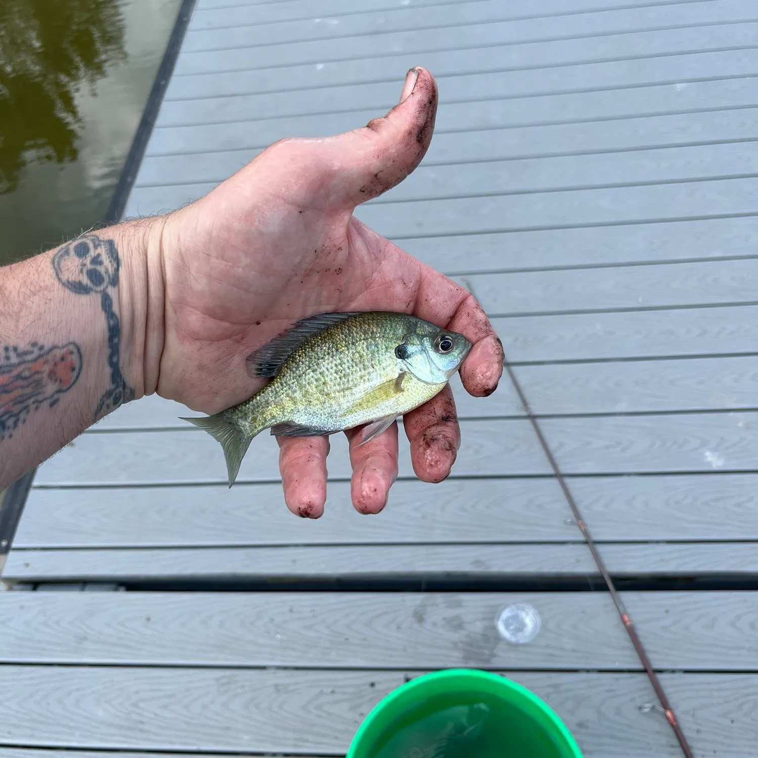 Bluegill caught on Fishbrain