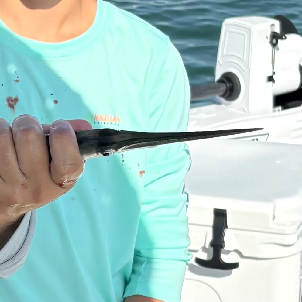The most recent Atlantic needlefish catches on Fishbrain
