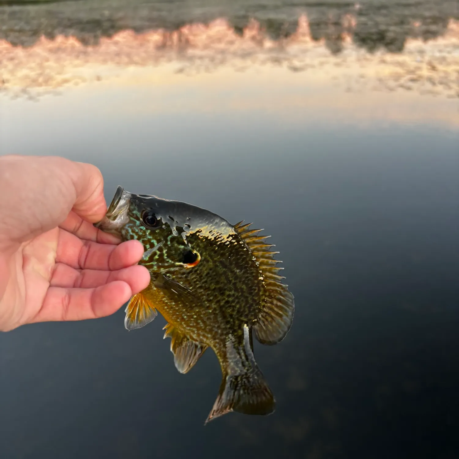 Pumpkinseed caught on Fishbrain