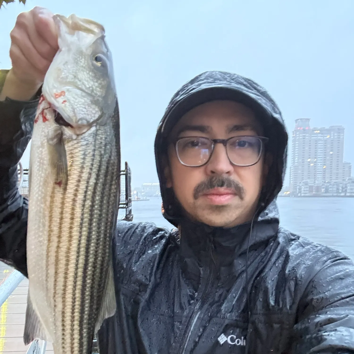Striped bass caught on Fishbrain