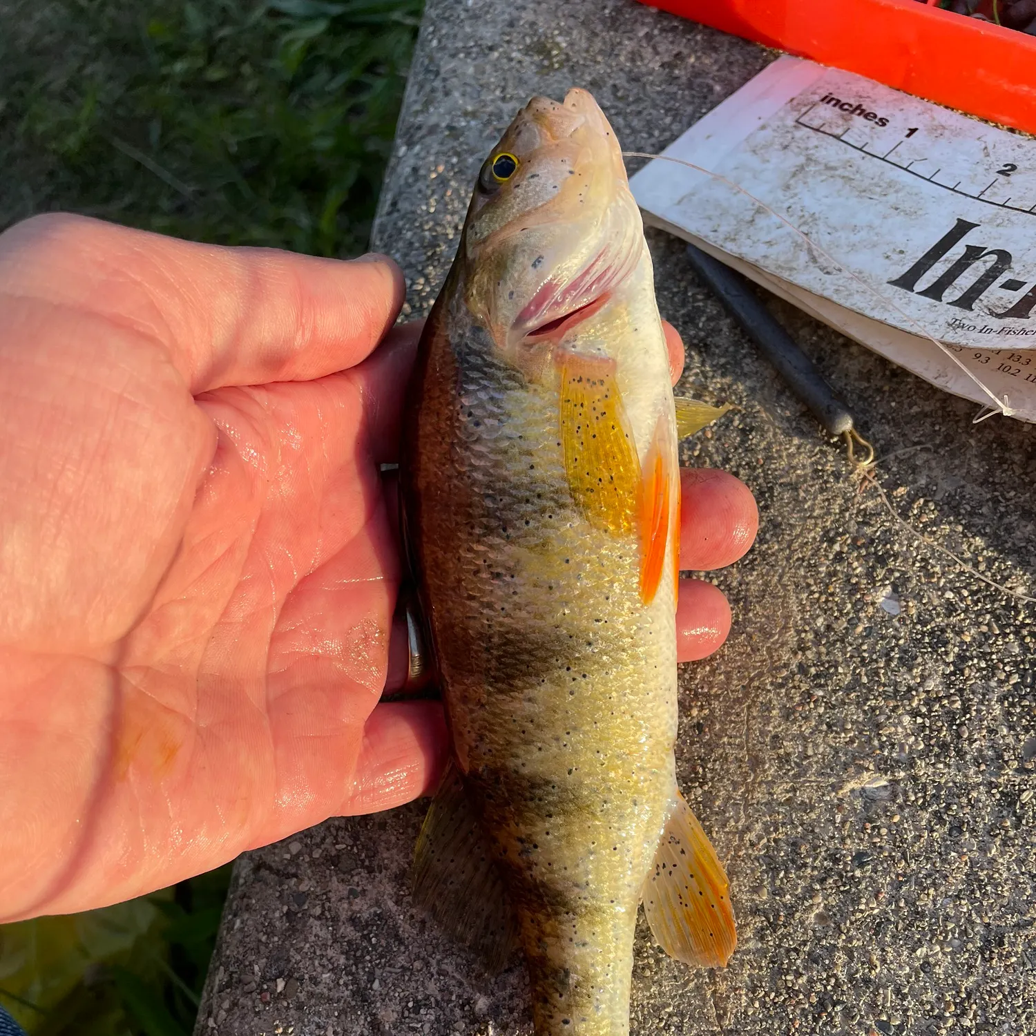 catch