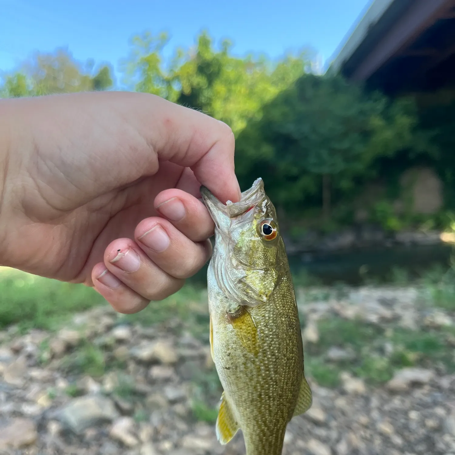 Smallmouth bass caught on Fishbrain
