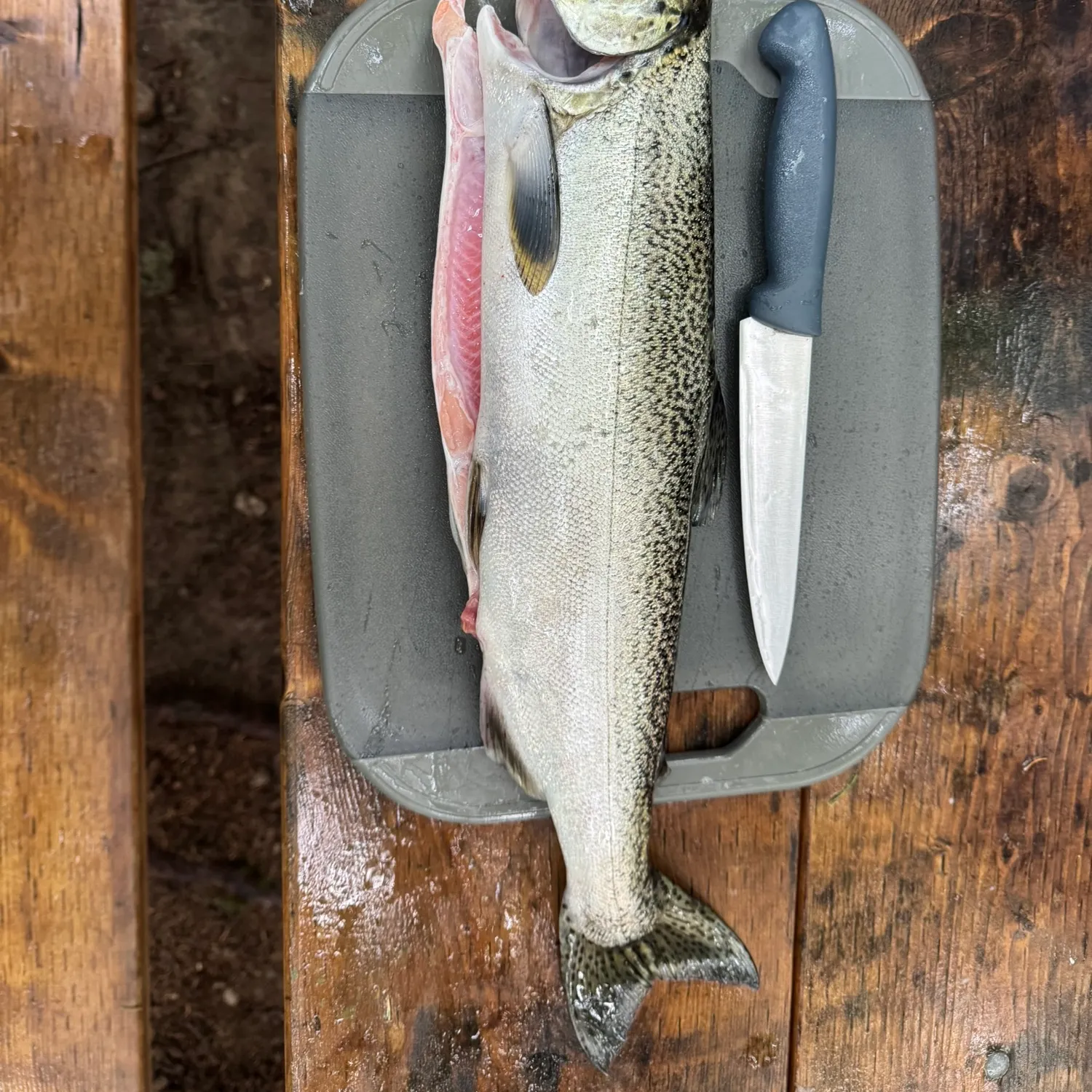 Chinook salmon caught on Fishbrain