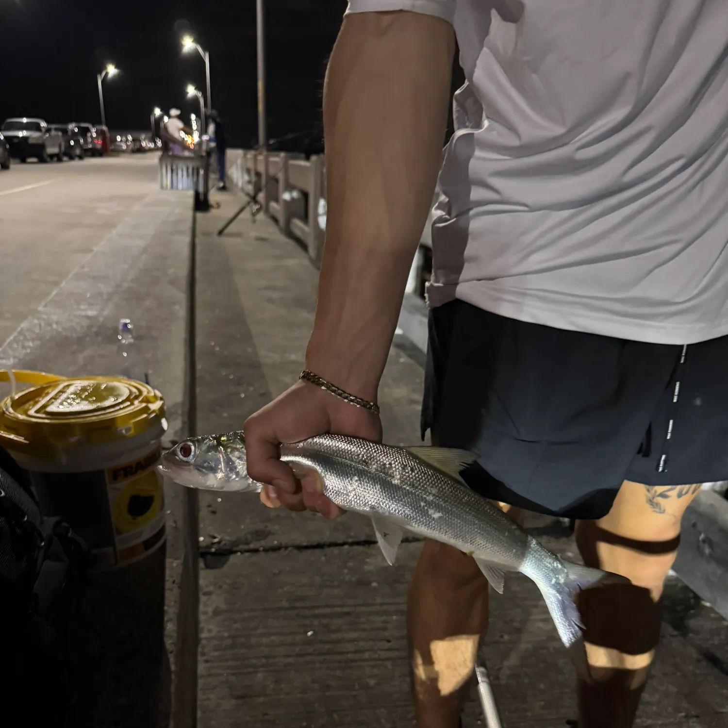 The most recent Ladyfish catches on Fishbrain