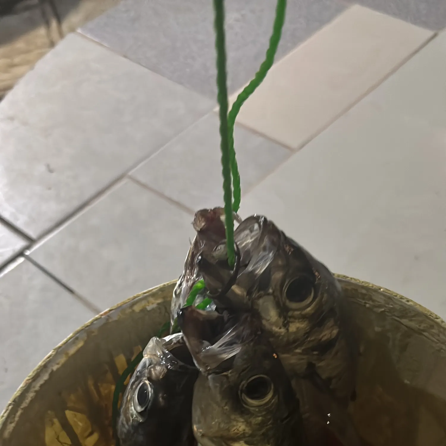 The most recent Chilean jack mackerel catches on Fishbrain