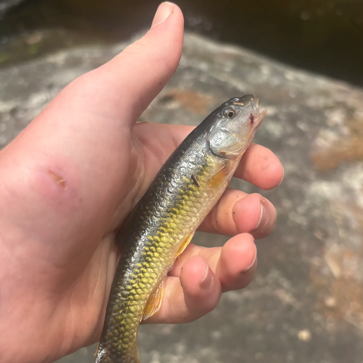 The most recent Bluehead chub catches on Fishbrain