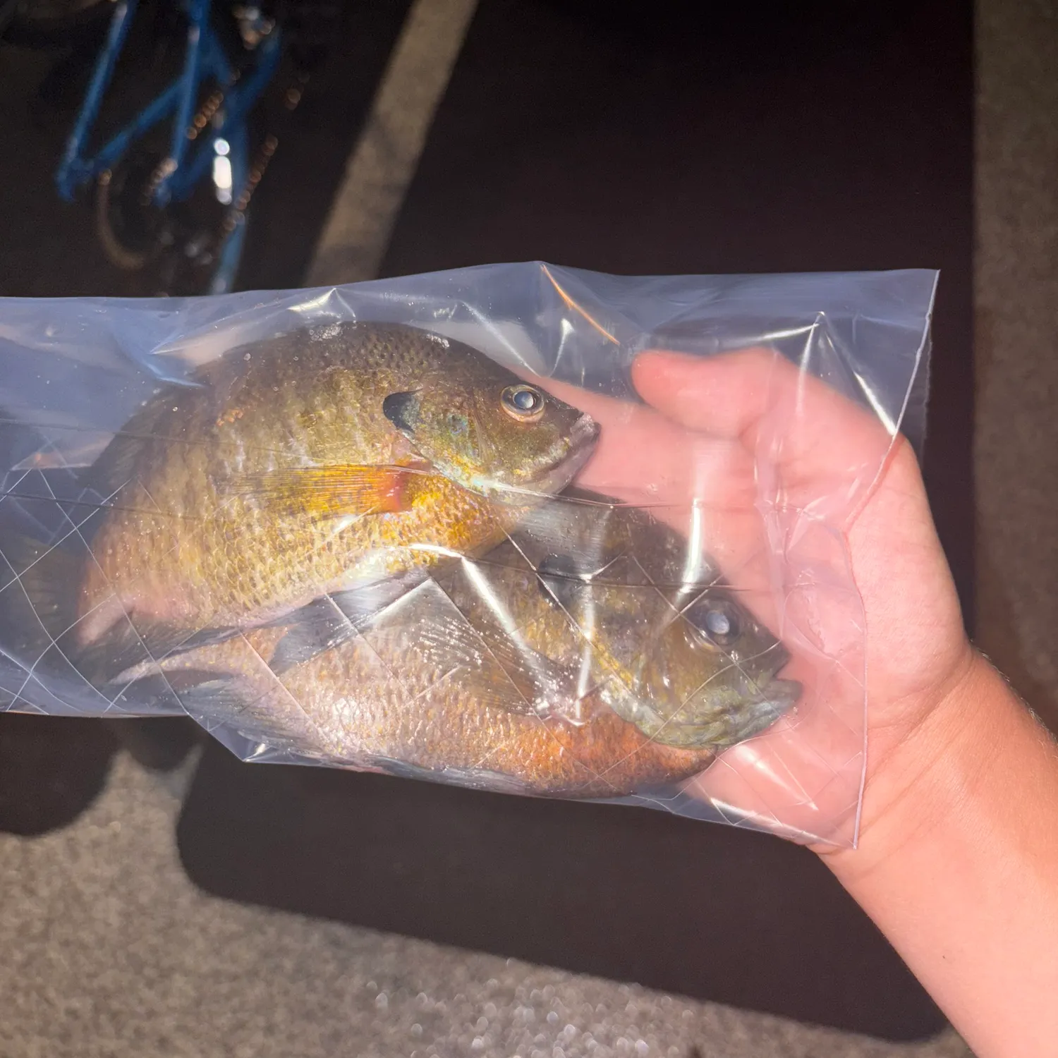recently logged catches