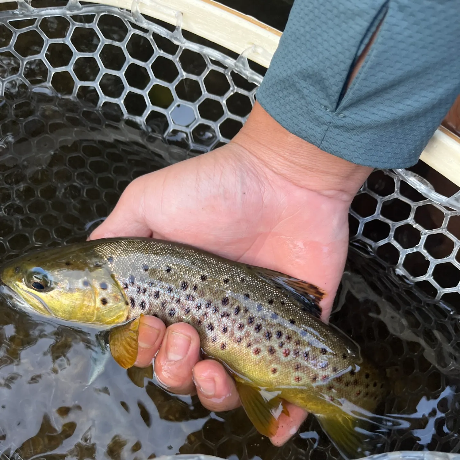 Brown trout caught on Fishbrain