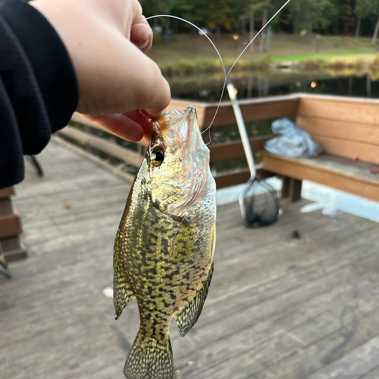 Black crappie caught on Fishbrain
