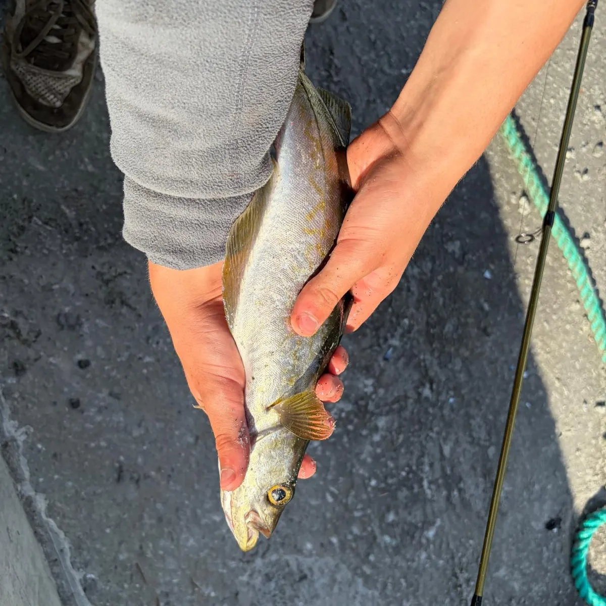 The most recent Pollack catches on Fishbrain