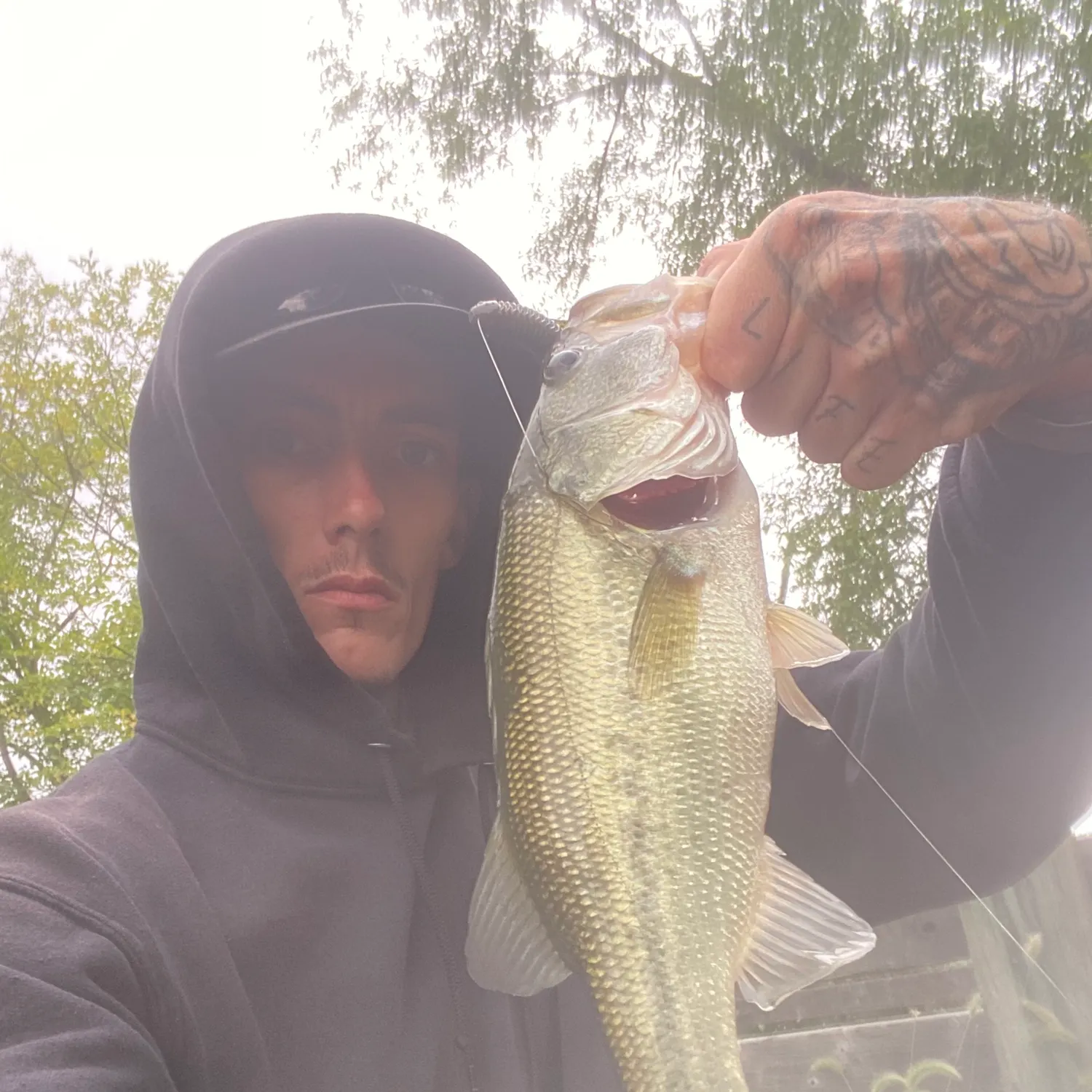 Largemouth bass caught on Fishbrain