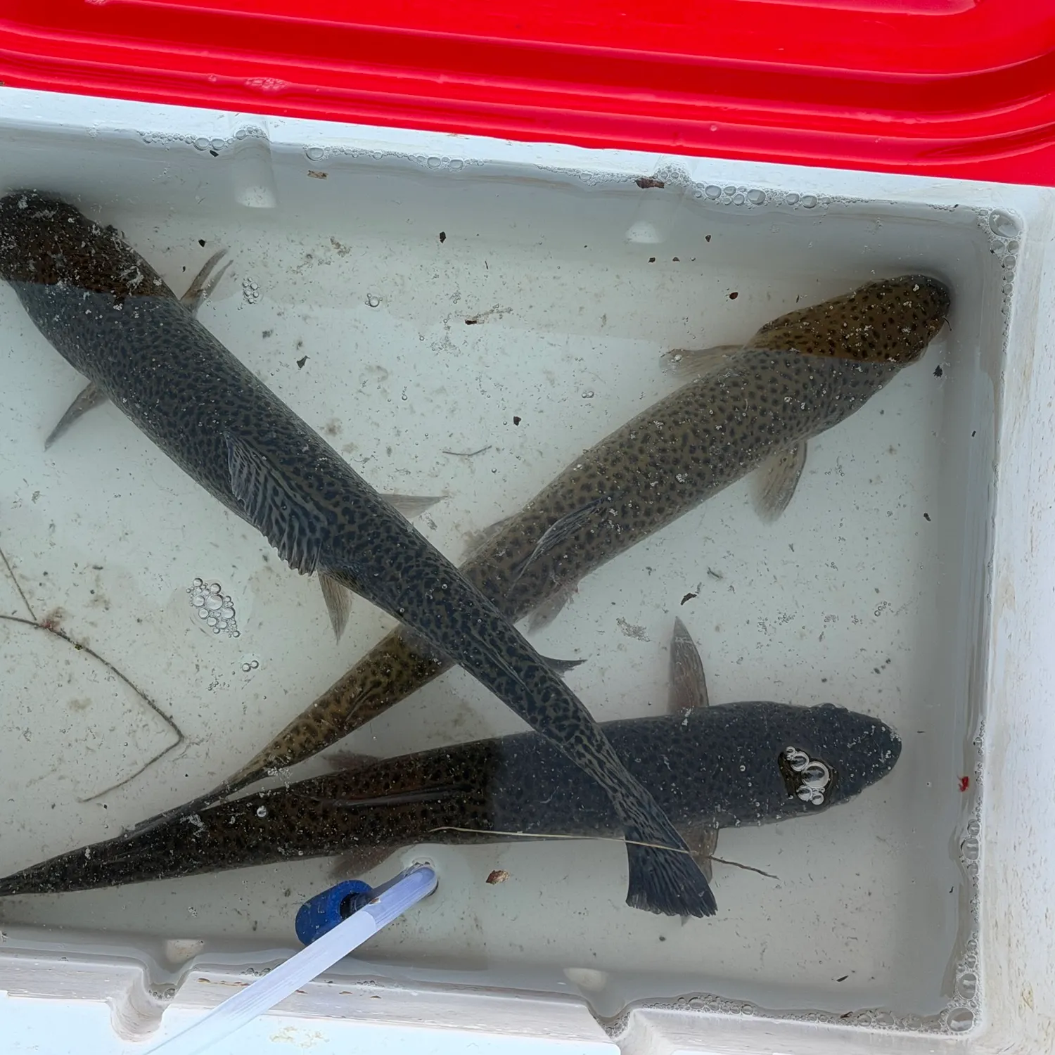 Rainbow trout caught on Fishbrain